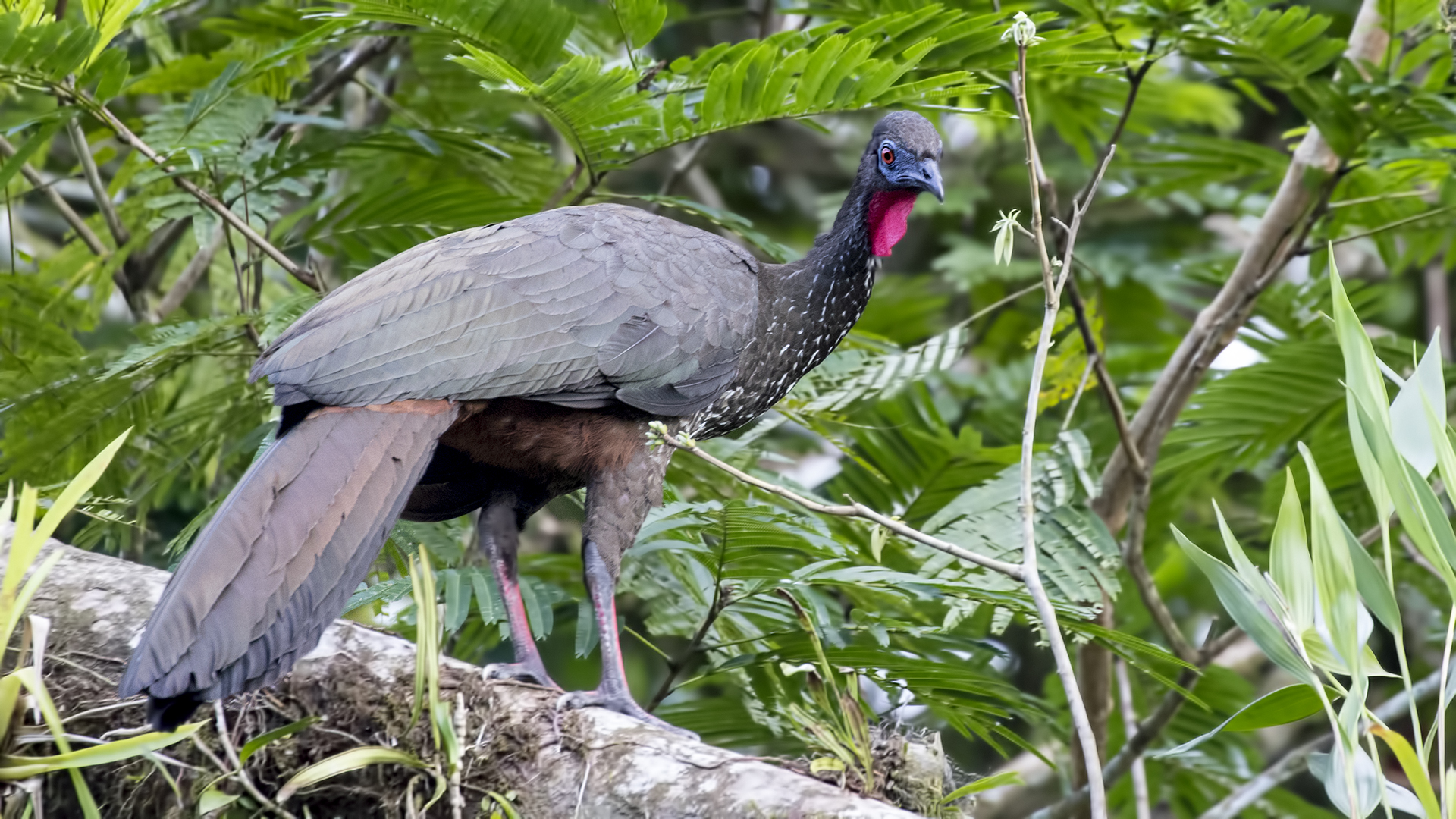 Crested Guan — Ana fotoğraf